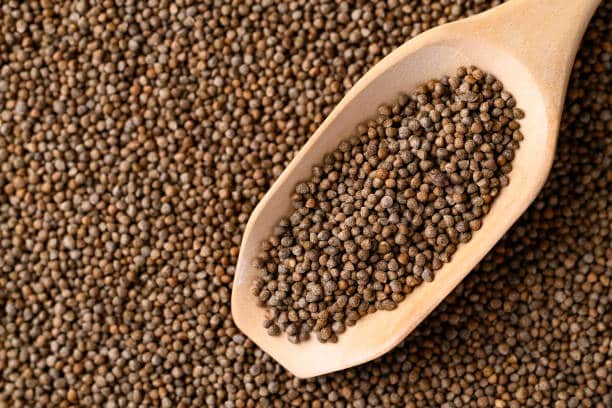 تصویر 4 از قیمت خرید گشنیز خوش طعم + فروش ویژه